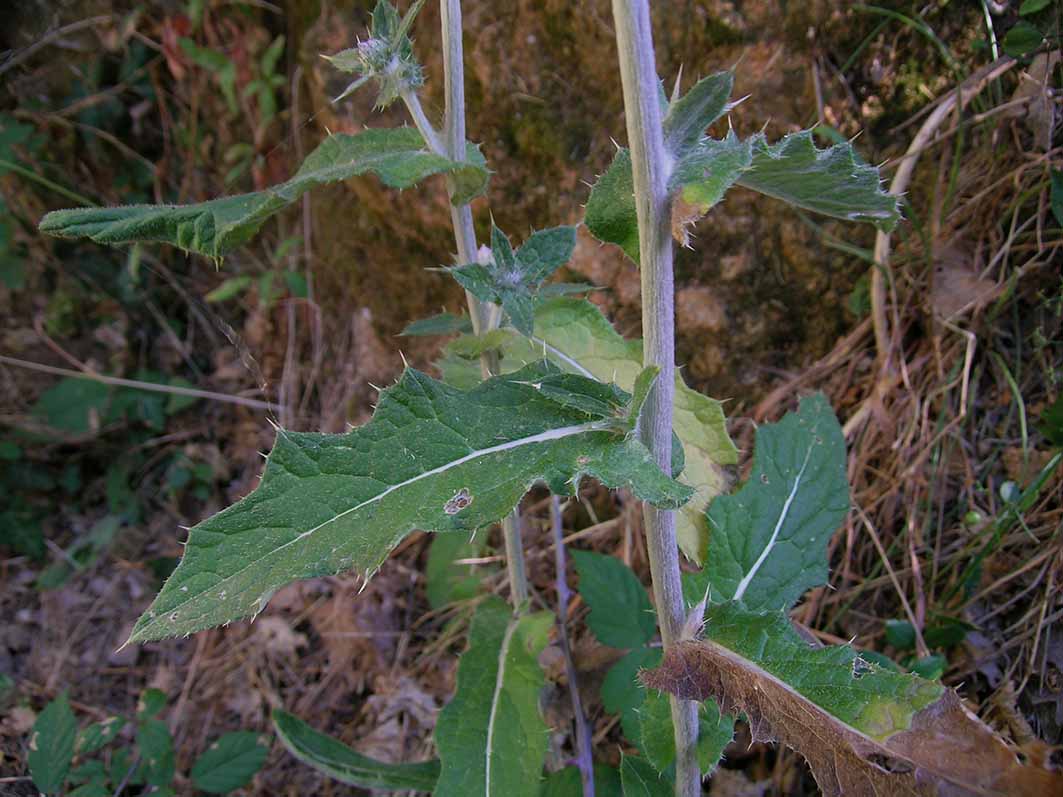 Cirsium scabrum / Cardo scabro